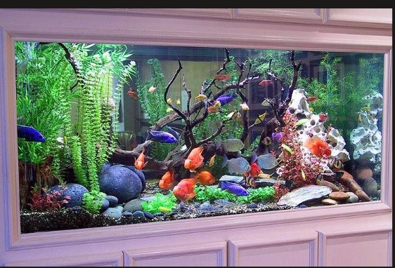 display cabinet